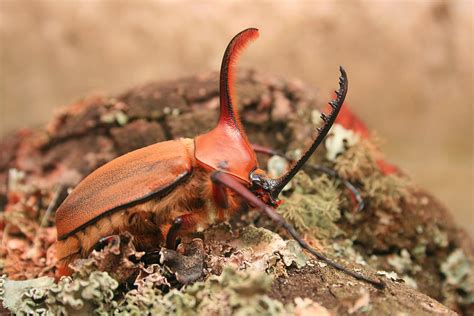 Male Rhinoceros Beetle Photograph by Robert Hamm - Fine Art America