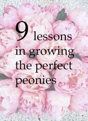 Beginner S Guide To Peonies Growing Tips And Beautiful Diys Artofit