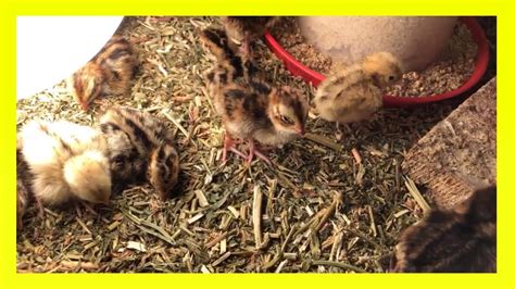 Cute Baby Birds Newly Hatched Baby Chicks Live Stream Youtube