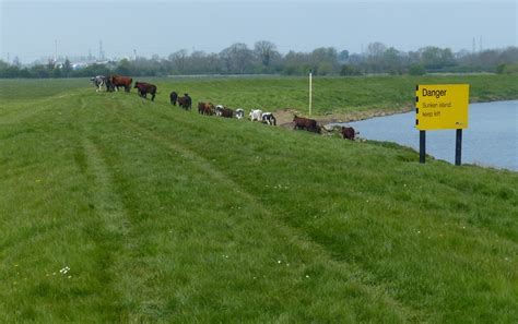 Cattle On The River Trent Floodbank Mat Fascione Geograph Britain