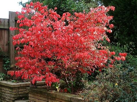 Euonymus Alatus Blade Runner Foioase Brazi Argintii Puieti Brazi Argintii La Pepiniera