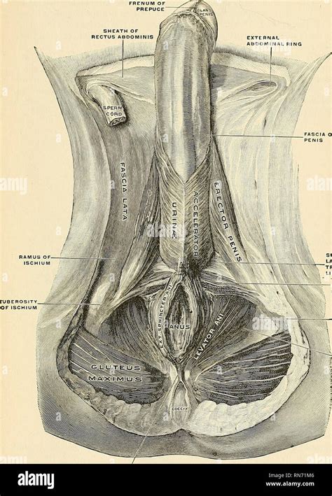 Anatomie descriptif et appliquée L anatomie De LA SORTIE DU BASSIN