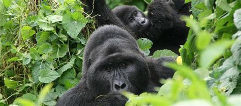 Days Bwindi Gorilla And Lake Bunyonyi Gorila Trekking