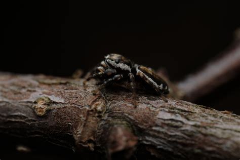 White Cheeked Jumping Spiders From Guelph ON Canada On April 27 2023