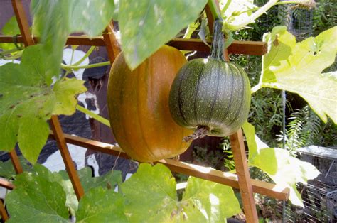 Gardens At Home Trellis Pumpkins