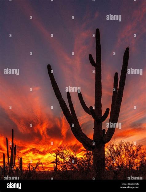 A September Sunset Colors The Sky Over Saguaro National Park West