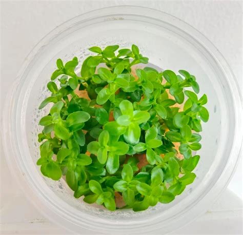 Bacopa Yellow Flame Tc Green Water Aquascapes