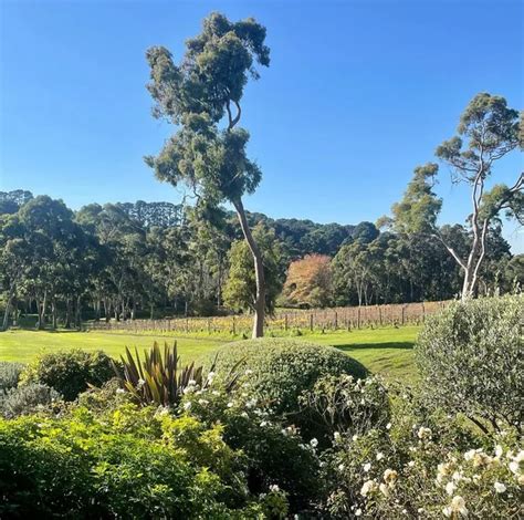 Winery Tours Mornington Peninsula