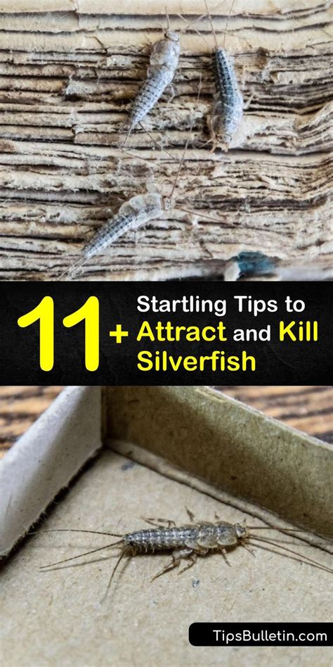 11 Startling Tips To Attract And Kill Silverfish Silverfish Get Rid