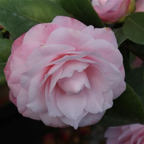 Camellia Japonica Nuccio S Pearl Japanische Kamelie Nuccio S Pearl