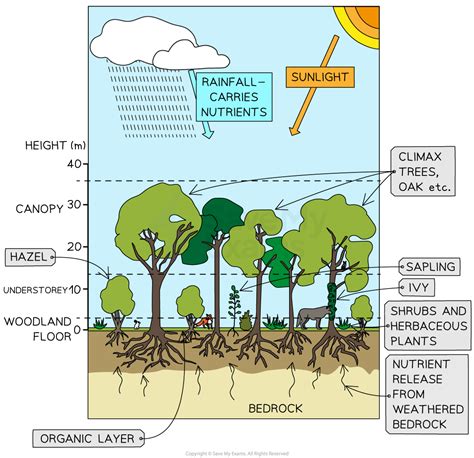 Deciduous Woodland Food Web Gcse Geography Revision Notes