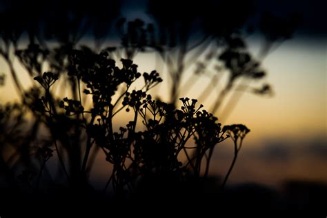 Wallpaper Sunlight Sunset Night Nature Reflection Sky Plants Silhouette Branch