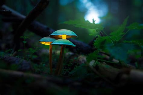 mushroom, hd, 4k, forest, deviantart HD Wallpaper