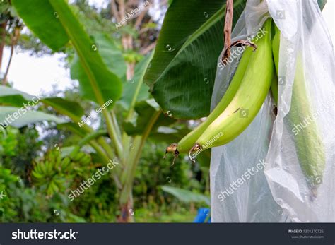 Pisang Tanduk In English Pisang Goreng Indonesian Fried Banana Recipe