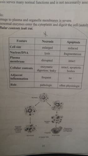 PATHOLOGY Flashcards Quizlet