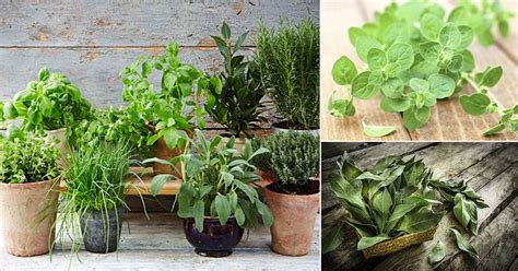 How To Grow an Italian Herb Garden | 8 Best Italian Herbs