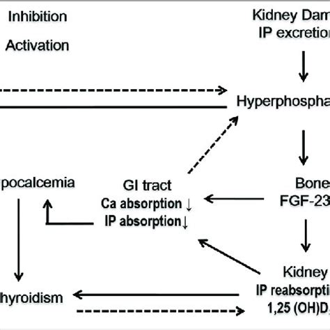 Mechanism And Treatments Of Hyperphosphatemia And Secondary