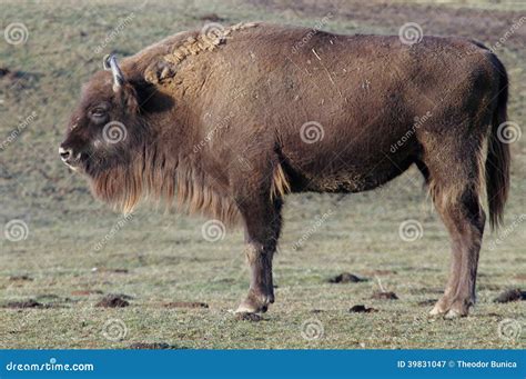 European Bison In Reservation Romania Stock Image Image Of