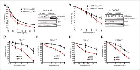 HOIP Depletion Sensitizes Cisplatin Resistant Ovarian Cancer Cell