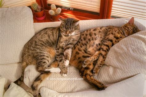 Tabby Cat Vs Bengal Cat Bengal Cat Bengal Cat Facts Grey Bengal Cat