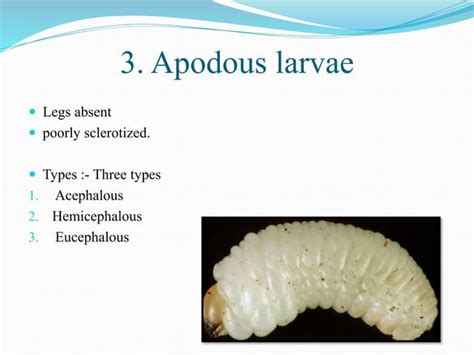 Types of larva and pupa