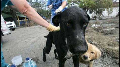 Países Bajos Son La Primera Nación Sin Perros Callejeros Capu Y Bigotes