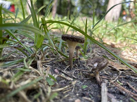 Identification please : r/Fungi