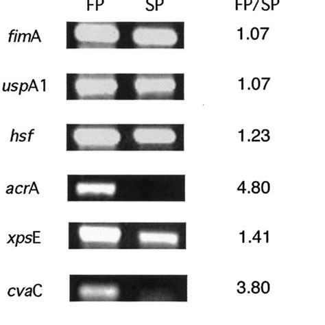 Reverse Transcription Polymerase Chain Reaction Of Genes Induced In The