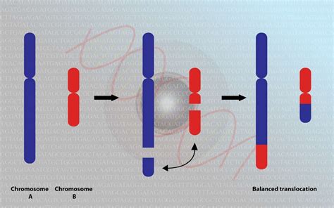 Définition | Translocation | Futura Santé 