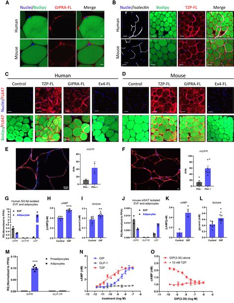 Tirzepatide Modulates The Regulation Of Adipocyte Nutrient Metabolism