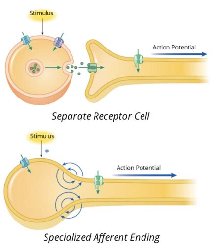 Test 2 BISC 330 The Peripheral Nervous System Afferent Division