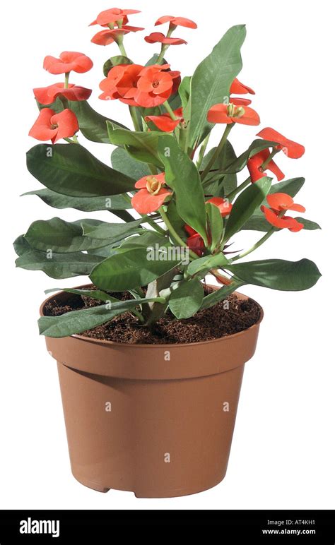 Corona De Espinas Cristo Planta Euphorbia Milii Planta En Maceta