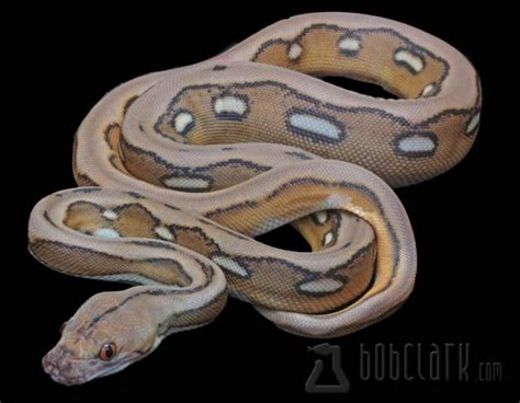 10 Beautiful Reticulated Python Morphs - ReptileWorldFacts