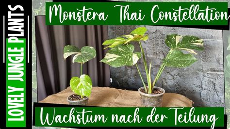 Monstera Thai Constellation Wachstum Nach Der Teilung Youtube