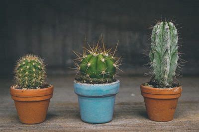 Cada cuánto se riega un cactus