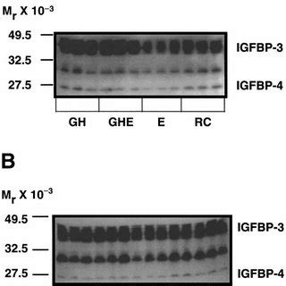 Serum Insulin Like Growth Factor Binding Protein IGFBP Profiles Of