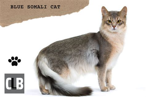 Types of Somali Cat Colors and Coat Types (With Pictures)