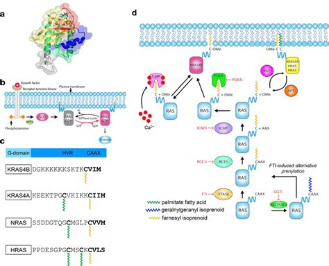 Ras Structure Gtpase Cycle And Post Translational Processing A Ras