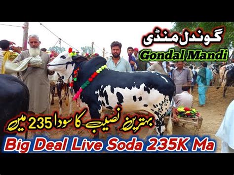 Live Deal K Ma Soda Today Gondal Mandi Attock Latest Update July