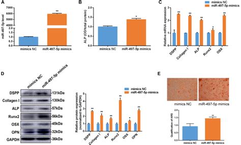 MiR 497 5p Regulates Osteo Odontogenic Differentiation Of Stem Cells