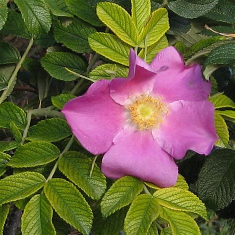 Kartoffel Rose Rosa Rugosa Samen