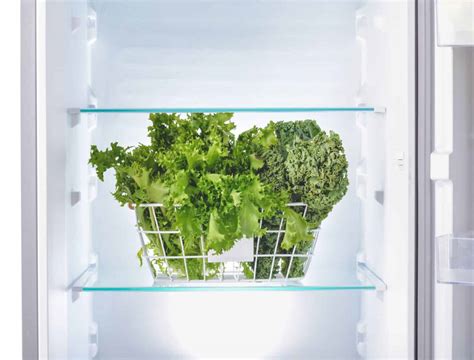 4 Reasons Why Your Lettuce Is Wilting Backyard Boss