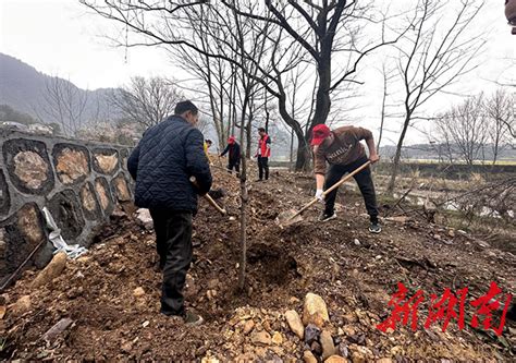 【植新绿 寓希望】沅陵马底驿乡：践行绿色发展观 共植民族“同心树” 沅陵 新湖南