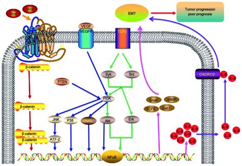 Epithelial Mesenchymal Transition In Cancer Role Of The IL 8 IL 8R