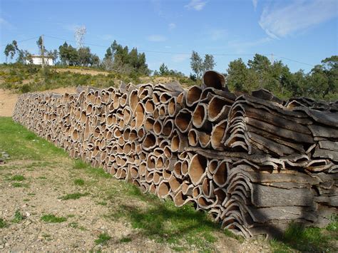 Silvicultura Tipos Benef Cios Desvantagens E Conserva O Florestal