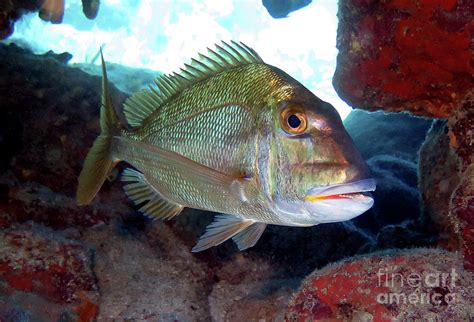 Jolthead Porgy 6 Photograph By Daryl Duda Fine Art America