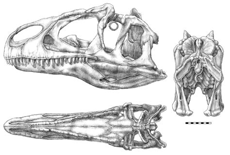 New Species Of Allosaurus Discovered In Utah Kutv