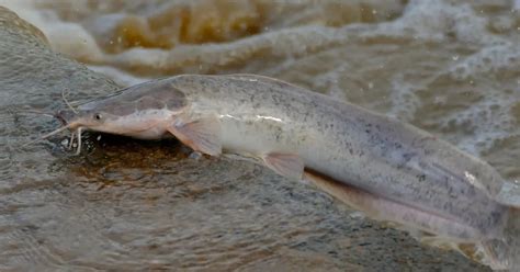 Top 10 Largest Catfish Species in the World : Giants of Freshwater