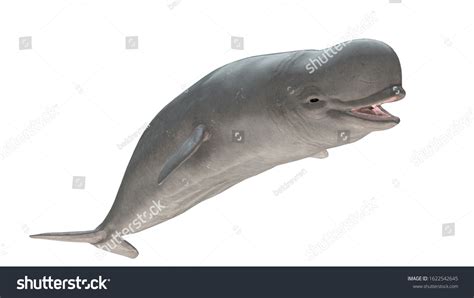 Beluga Whale Smiling Side View Isolated Stock Illustration 1622542645 ...