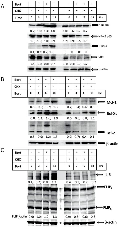 Bortezomib Induced Protein Synthesis Su Dhl 8 Cells Were Pre Treated Download Scientific